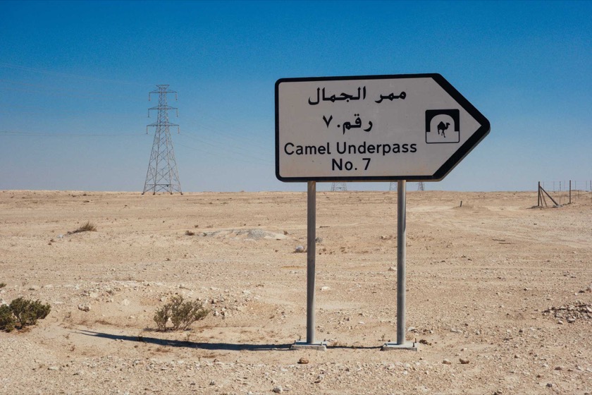 How did the camel cross the road?