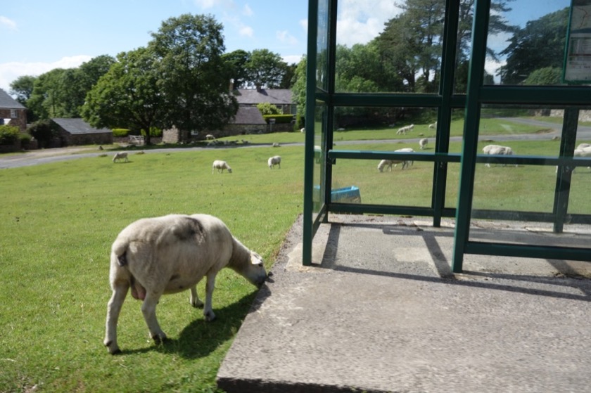 In Wales, there are even sheep at the bus stops.