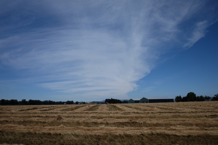 Fields in the process of being harvested, a common sight in the Willamette Valley.