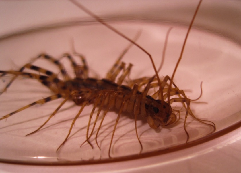 Saw this little bastard (actually a house centipede) scurrying a