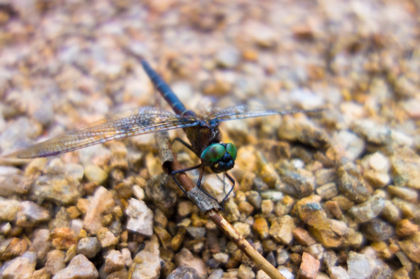 Dragonfly