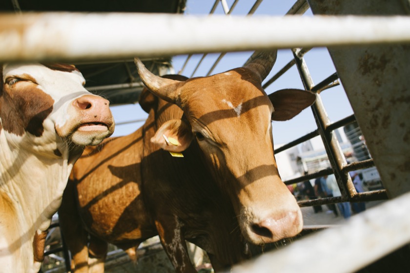 Cows at a market outside of Oman where people were buying animals to slaughter for Eid.