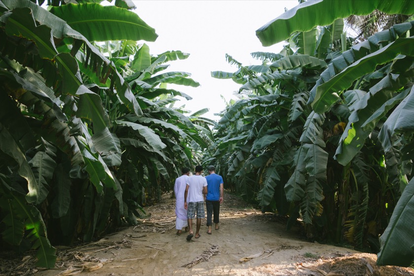 I never would've imagined I'd find a banana plantation in the Middle East, but there it was on our host's family farm. They irrigate the bananas with wells.