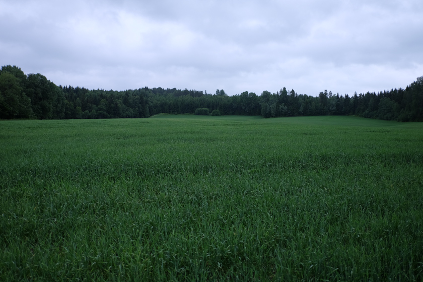 corn field and trees