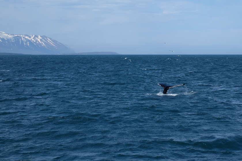 humpback whale tail