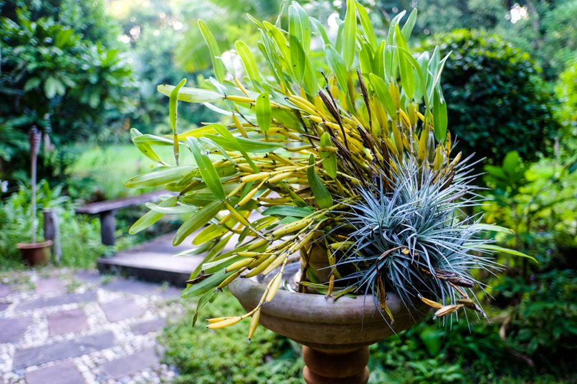 plants in pot