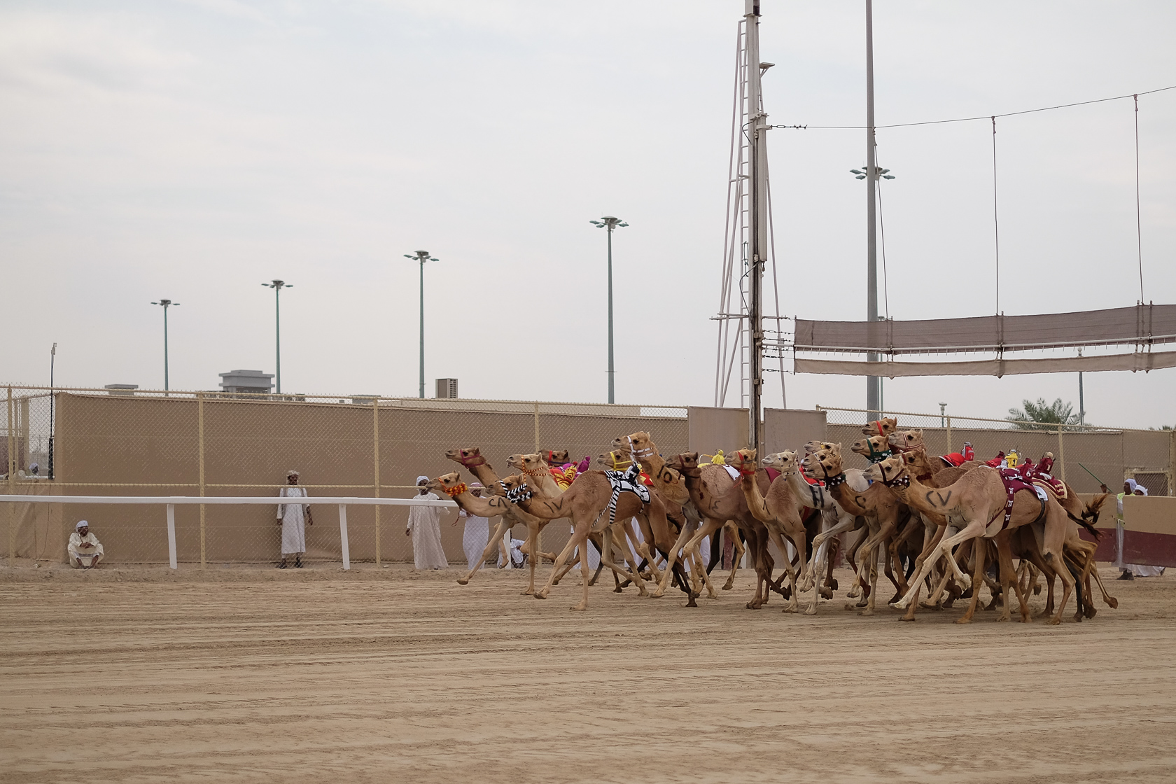 camel races in qatar