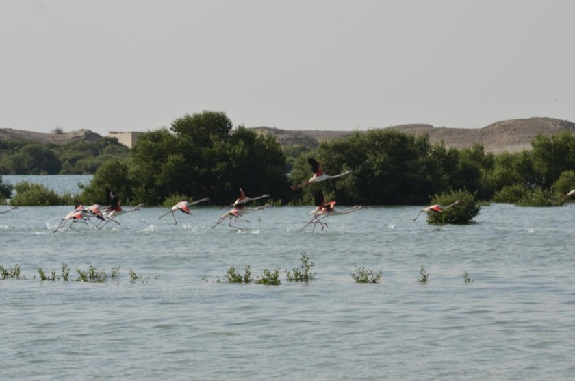 Flamingoes in a salt marsh near Doha, Qatar. Photo by Neil Palmer.