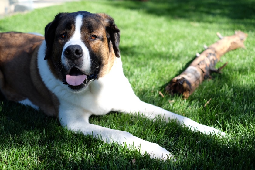 Our backyard companion in Sisters, a Saint Bernard named Cutty.