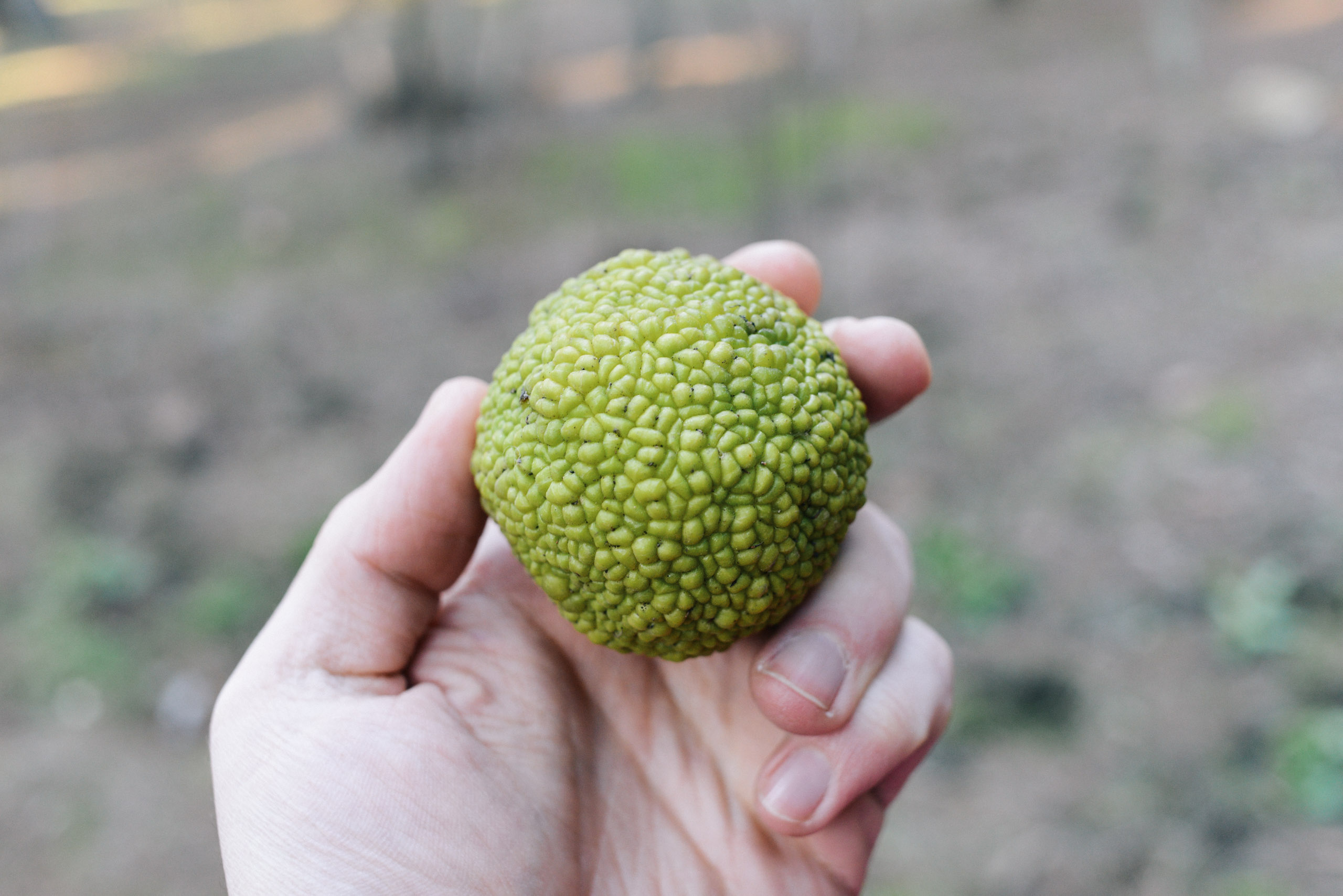 botanical-horse-apple.jpg