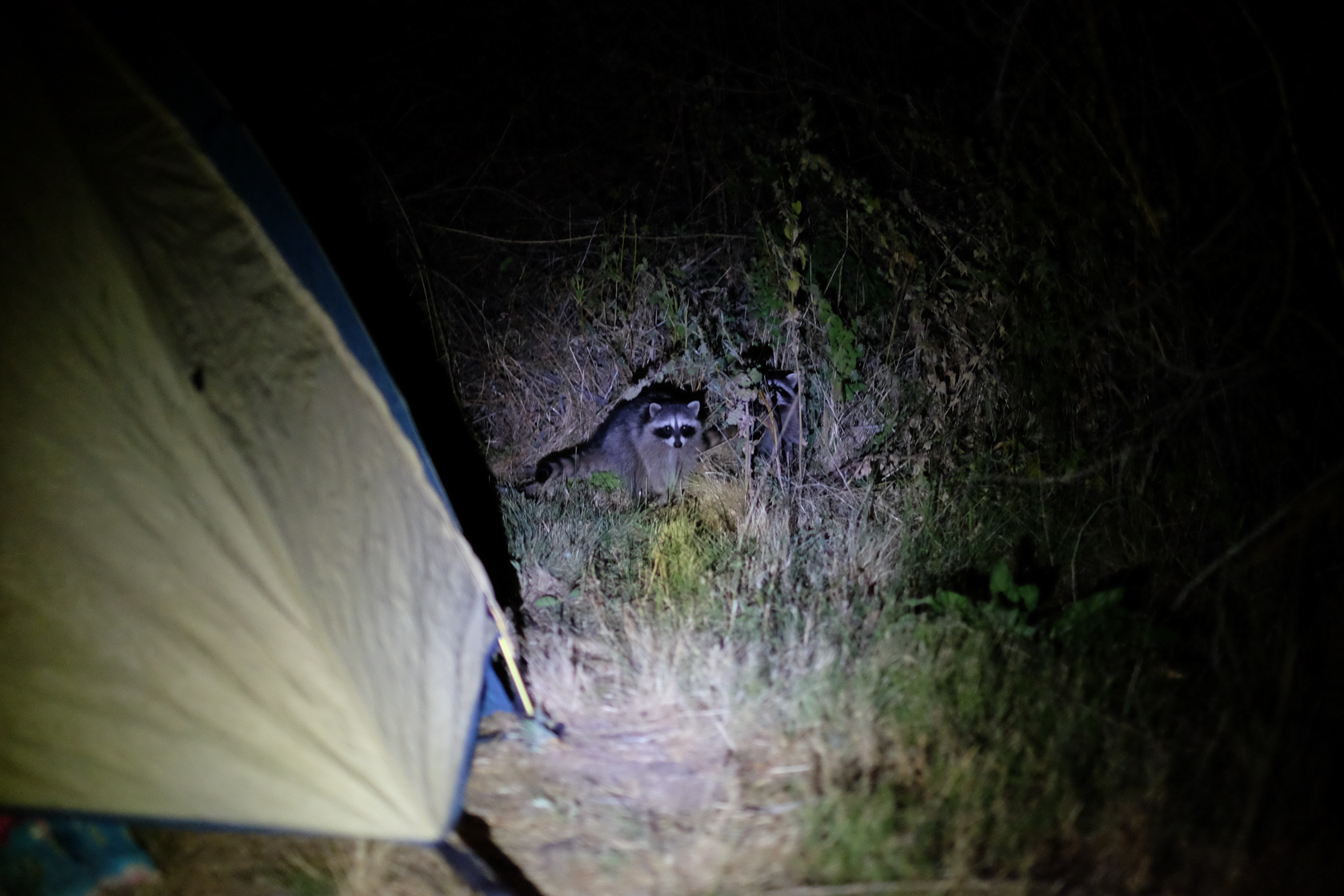 After we put Idara to bed in the tent, Rachael looked over in the bushes nearby and said, "It's a cat!" Instead of a cat, my flashlight revealed a family of racoons. I tried to scare them off with the flashlight but they stood their ground. After about 15 minutes of shuffling back and forth, they went on their way.