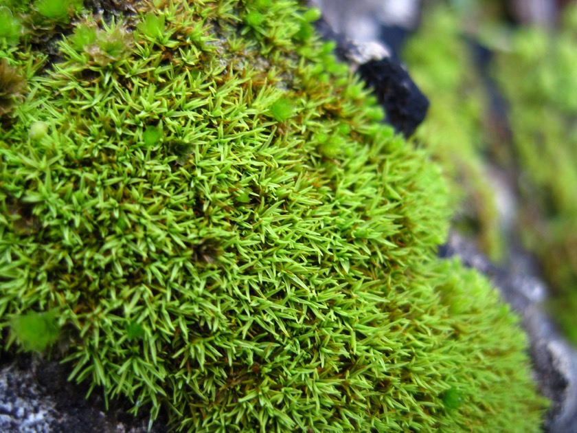 Mexican moss. – Alex's Blog