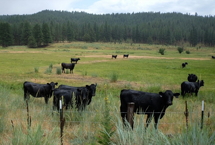 These cows found me pretty interesting.