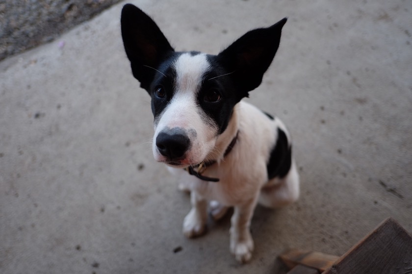 I met this comically cute puppy at the store in Kimberly.