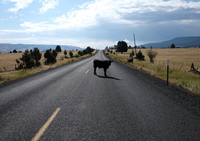 The steer and I found ourselves at a bit of an impasse.